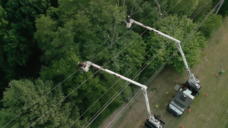 How Our Tree Care Process Works  in  Buhler, KS